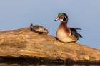 Wood duck male on log with painted turtle in wetland, Marion County, Illinois. Art Print
